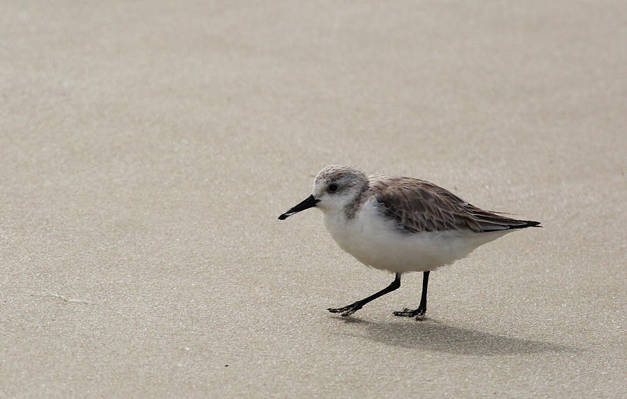 Sandpiper at the Beach Photograph by Jean Clark