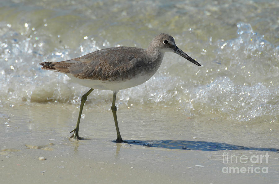 Sandpiper Bird Playing In The Waves On The Beach Photograph By Dejavu Designs