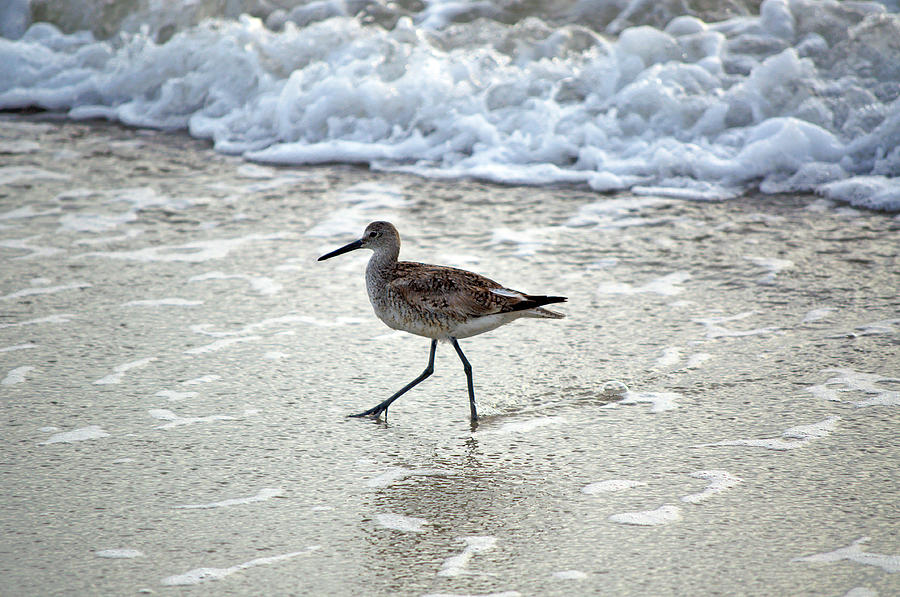 Sandpiper Photograph - Sandpiper Escaping The Waves by Kenneth Albin