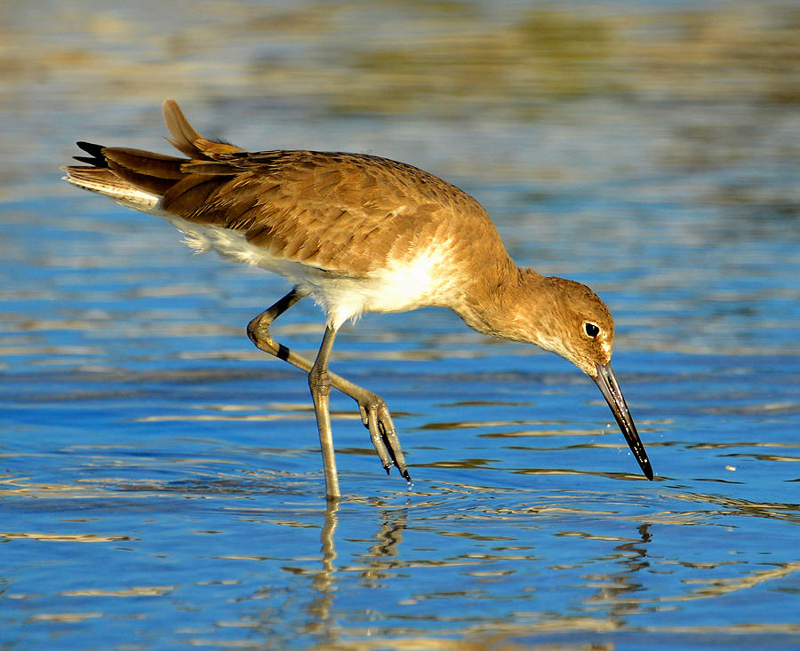Sandpiper hunting Photograph by David Lee Thompson