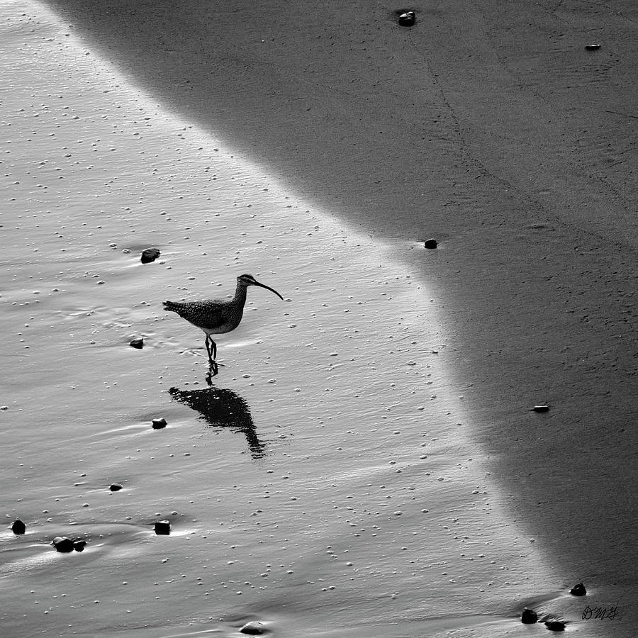Sandpiper I BW SQ Photograph by David Gordon