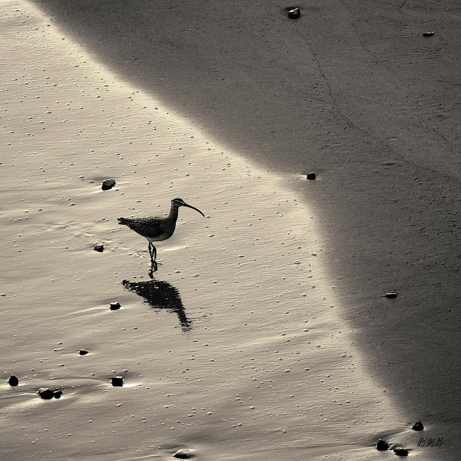 Sandpiper I BW SQ Toned Photograph by David Gordon