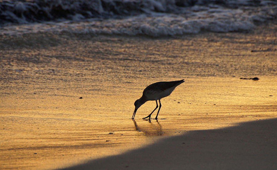 Sandpiper in Evening Photograph by Sandy Keeton