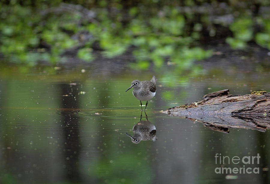 Sandpiper in the Smokies Photograph by Douglas Stucky