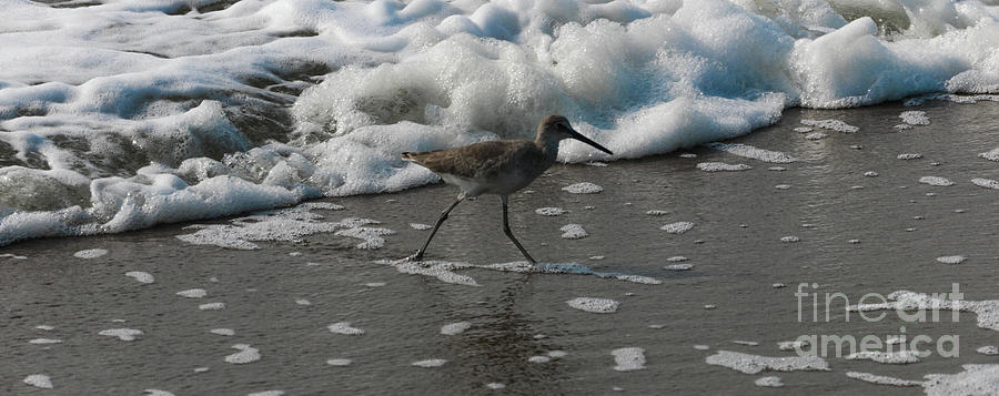 Stilt Sandpiper in the Surf Photograph by Thomas Marchessault