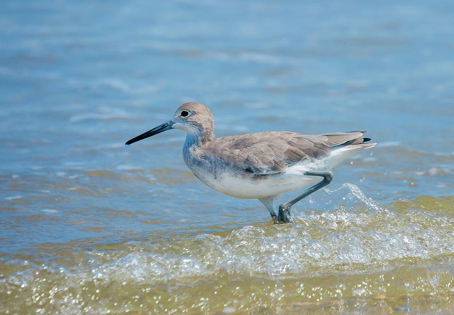 Shorebird on the Beach Photograph by Terry Walsh
