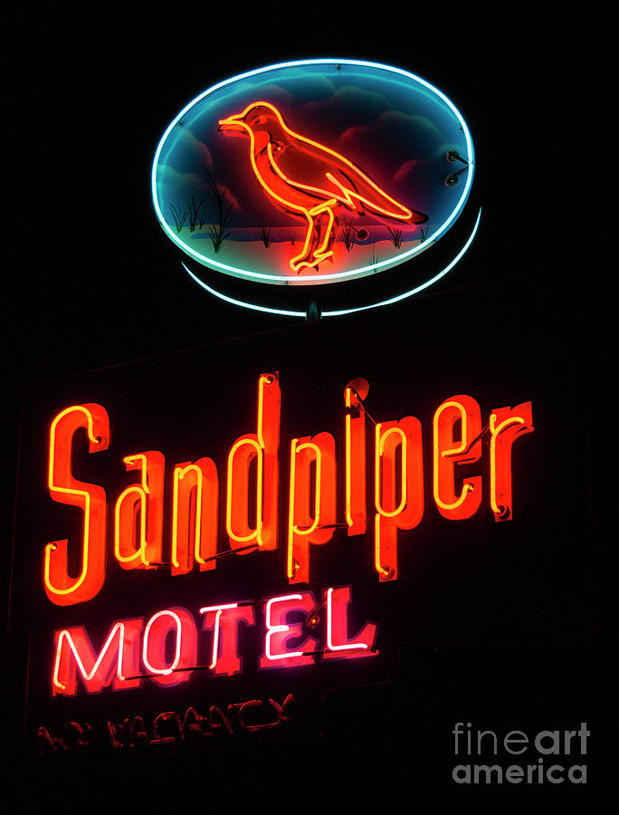 Sandpiper Photograph by Lenore Locken