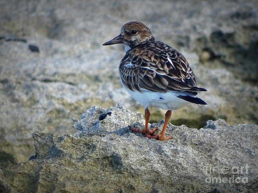 Sandpiper Looking For Something Photograph by Lainie Wrightson