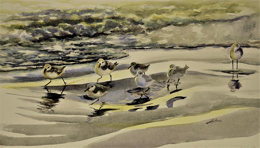 Sandpiper morning by Julianne Felton Sandpiper morning by Julianne Felton
