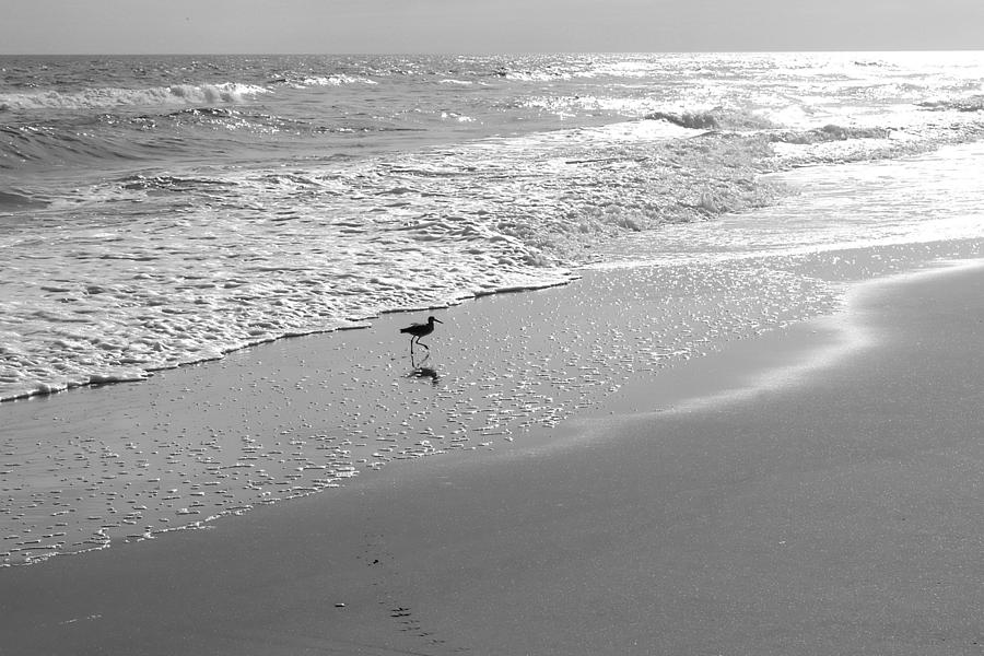 Sandpiper on Beach 2 Photograph by Carla Ott - Fine Art America