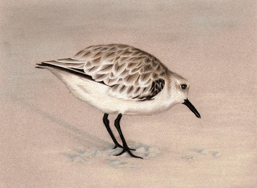 Sandpiper On Sand Drawing by Heather Mitchell