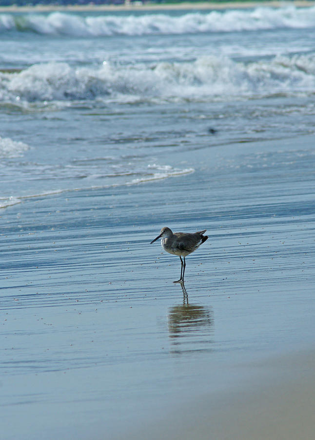 Sandpiper on the Beach Photograph by Randy Harris