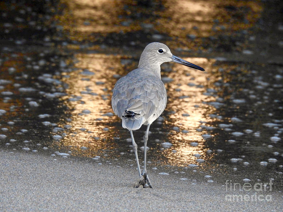  Sunrise Sandpiper Photograph by Beth Myer Photography