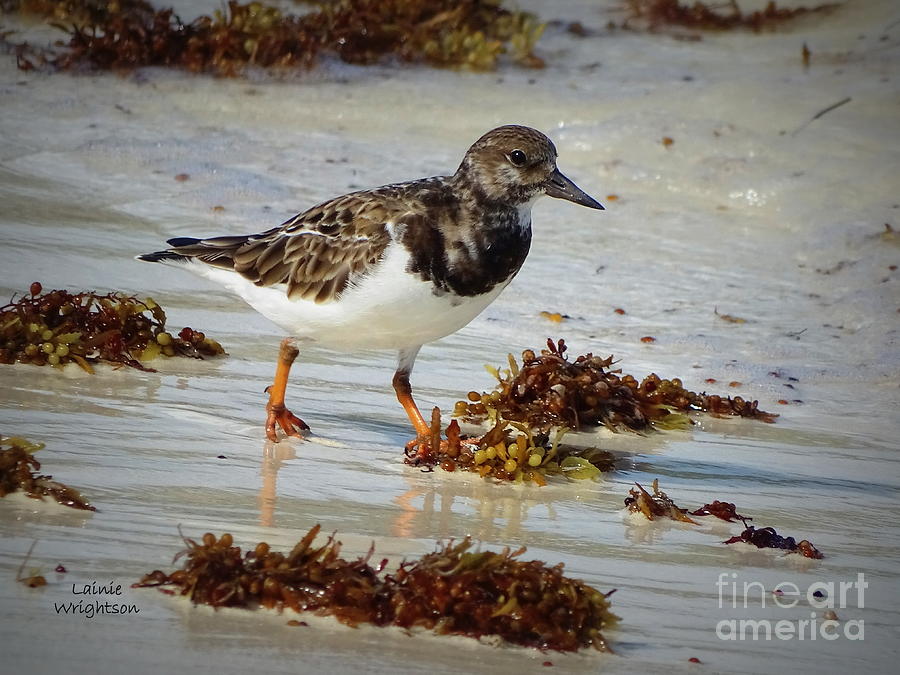 Sandpiper Running Down The Edges Photograph by Lainie Wrightson