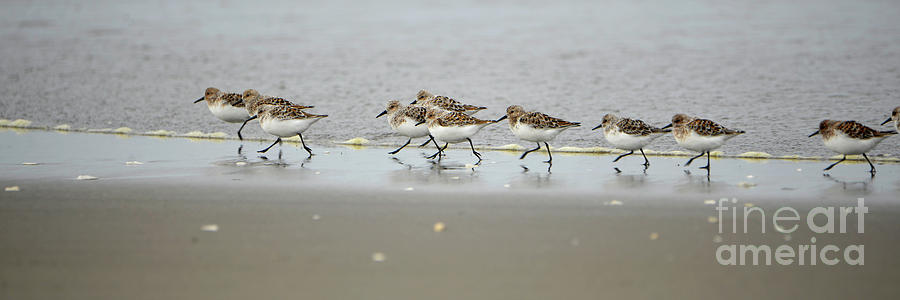 Sandpiper Rush Hour Photograph by Denise Bruchman