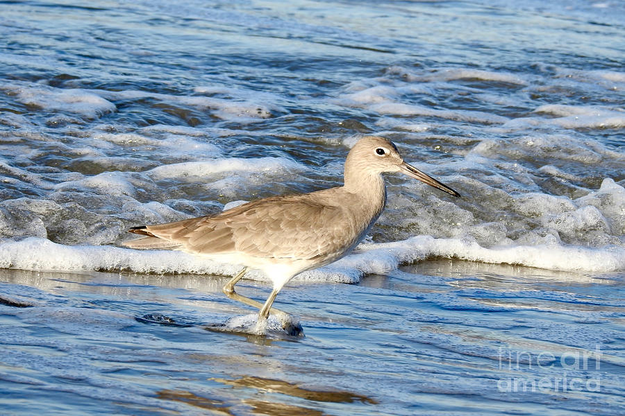  Sandpiper Searching Photograph by Beth Myer Photography