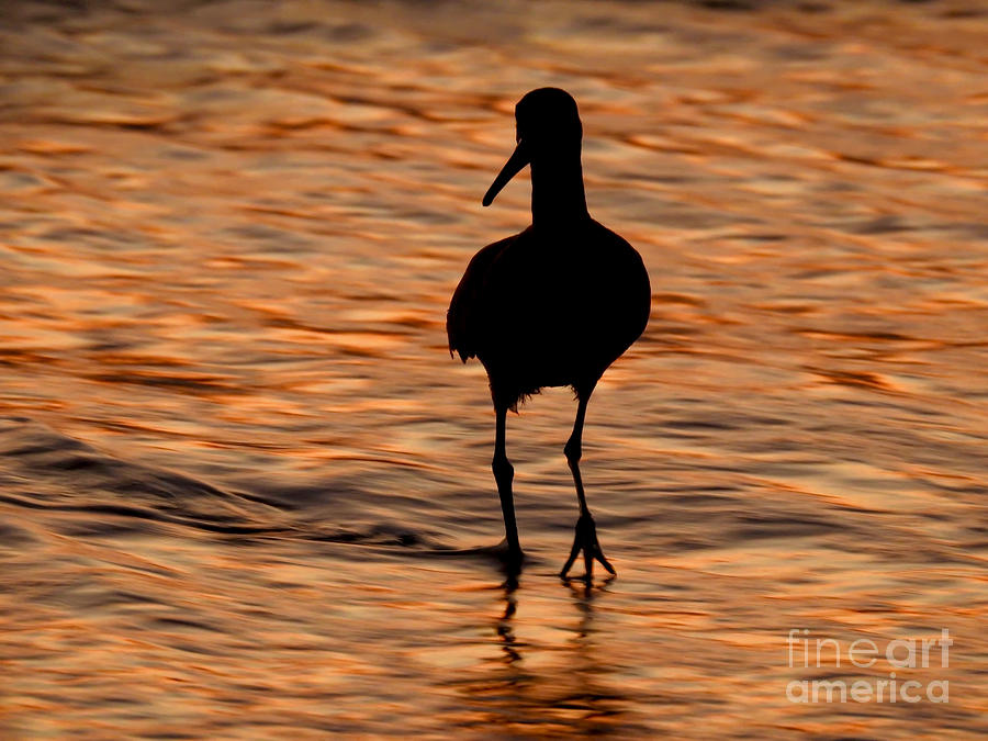  Sandpiper Silhouette Photograph by Beth Myer Photography