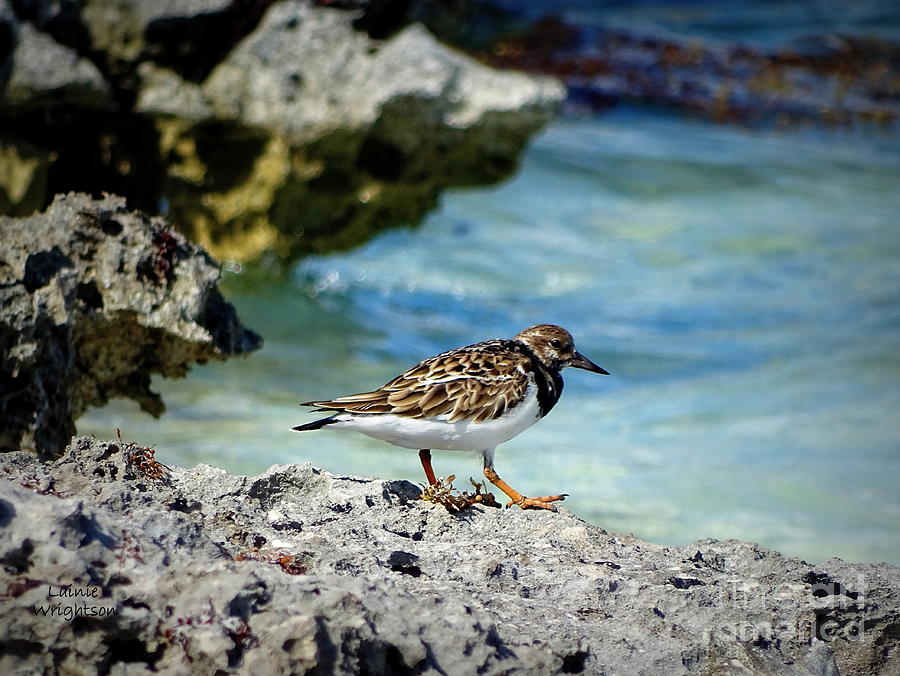 Sandpiper Spying Dinner Photograph by Lainie Wrightson