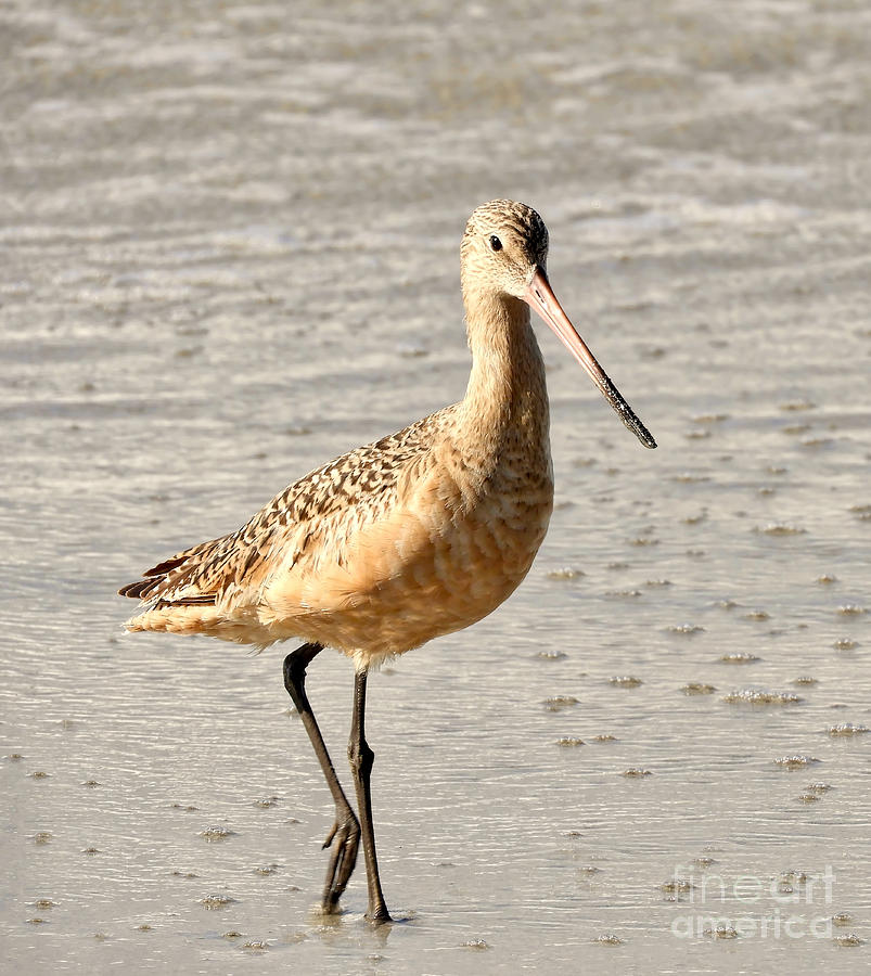Sandpiper Strolling Vertical Photograph by Beth Myer Photography
