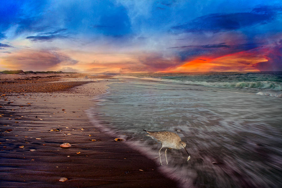 Sandpiper Sunrise Photograph