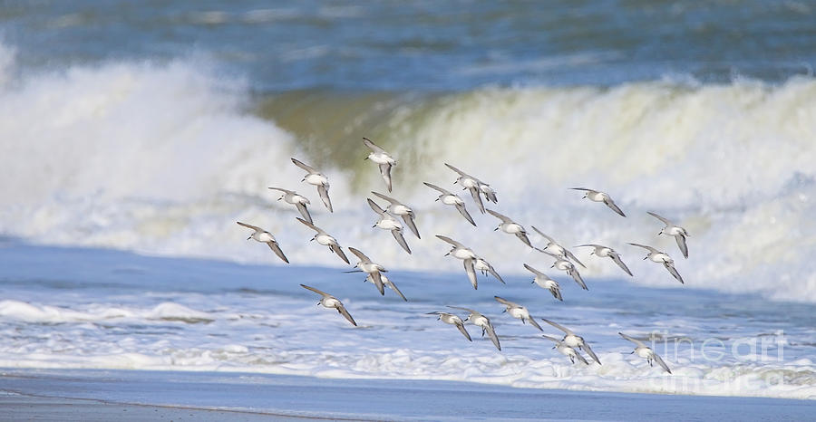 Sandpipers  3424 Photograph by Jack Schultz