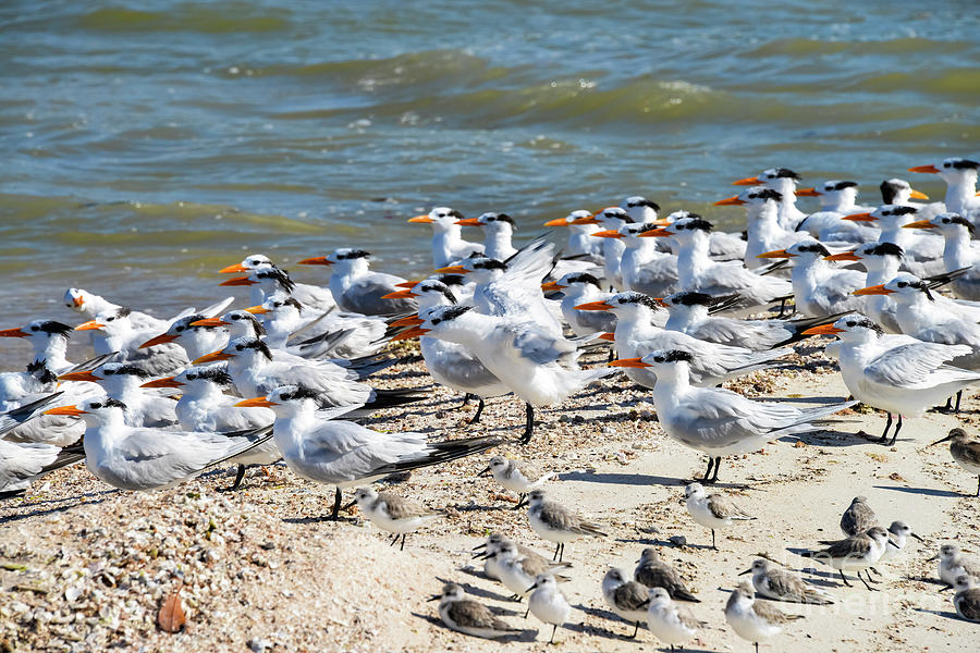 Sandpipers and Royal Terns Photograph by Bob Phillips