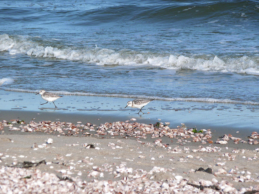 Sandpipers at the Seashore Photograph by Margie Avellino