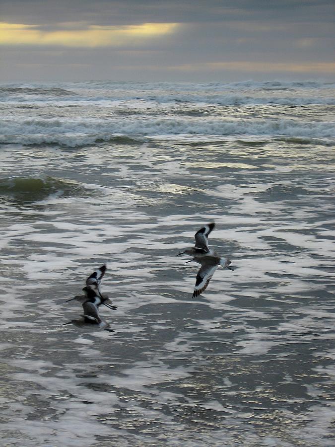 Sandpipers Dont Surf Photograph by Judith Lauter
