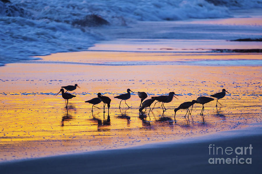 Group Photograph - Sandpipers in a golden pool of light by Sharon Foelz Group Photograph - Sandpipers in a golden pool of light by Sharon Foelz