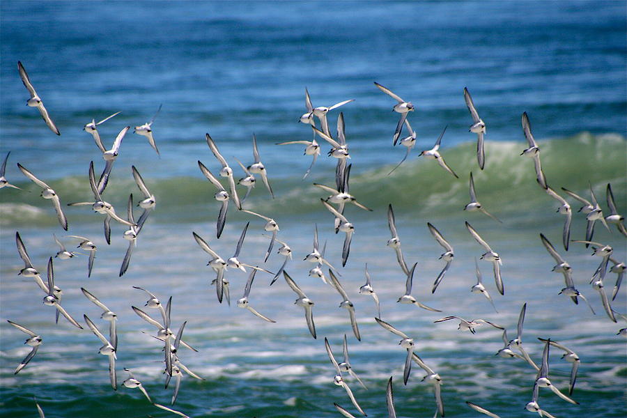 Sandpiper Photograph - Sandpipers In Flight by Dianne Ahto