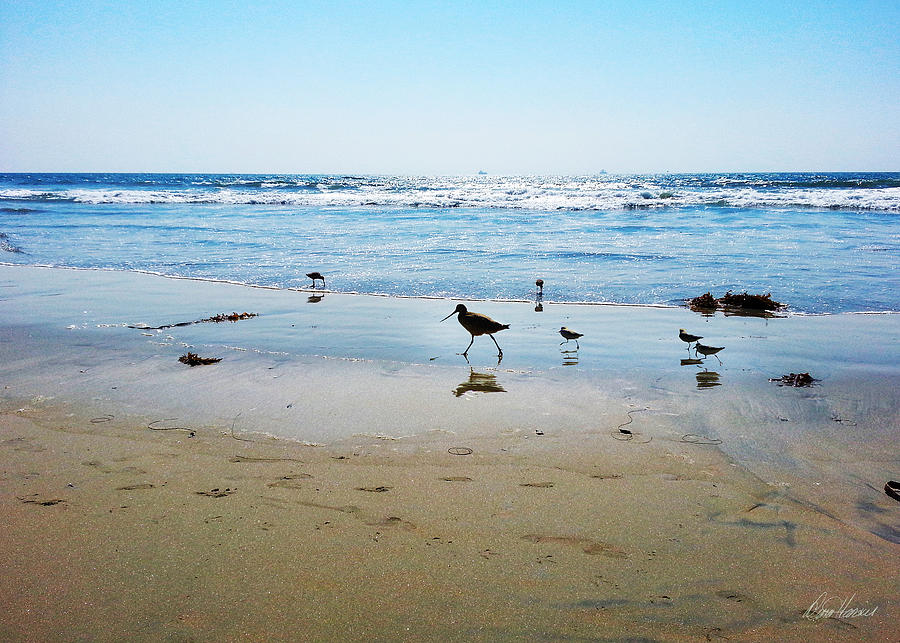 Sandpipers in the Tide Photograph by Diana Haronis