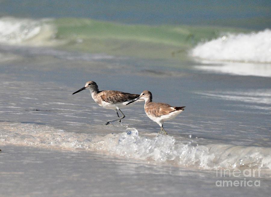 Sandpipers Photograph by John Black