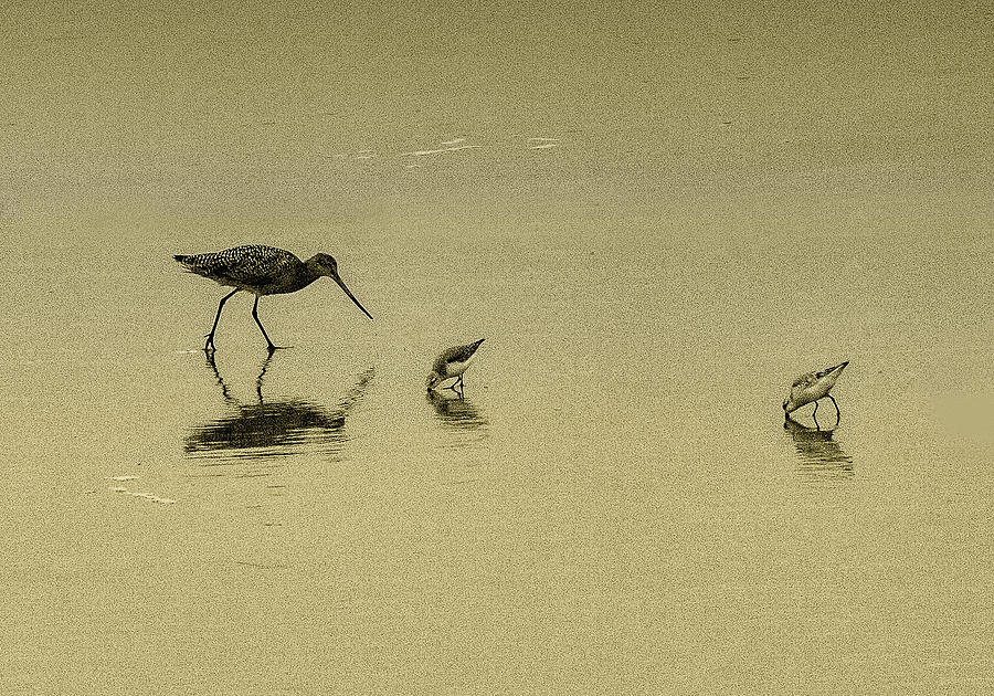 Sandpipers Photograph by Joseph Hollingsworth