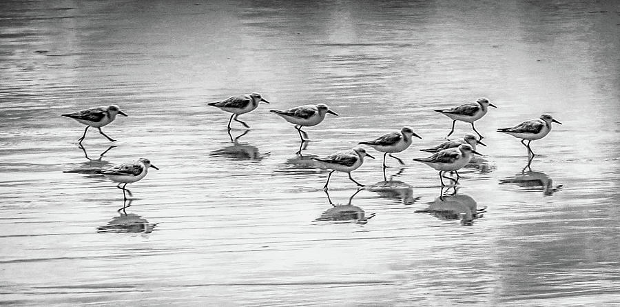 SANDPIPERS ON THE MOVE by MaryAnn Barry SANDPIPERS ON THE MOVE by MaryAnn Barry
