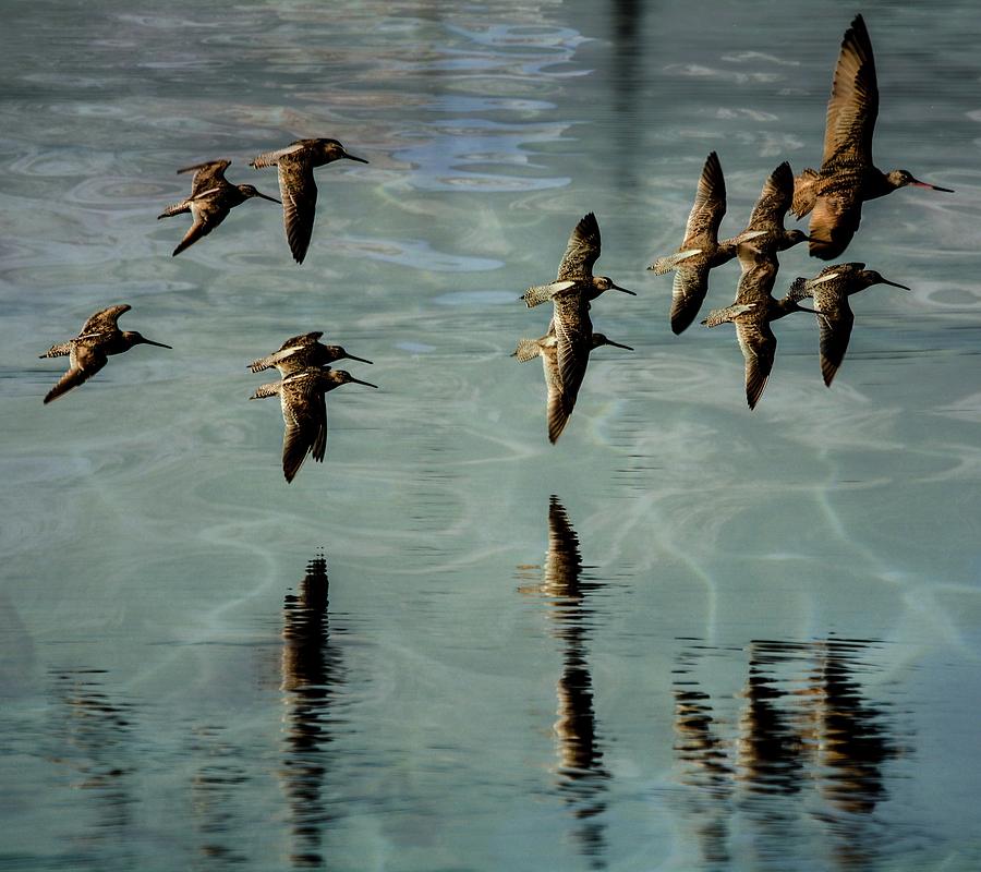 Sandpipers Shore Bound Photograph By John R Williams - Fine Art America