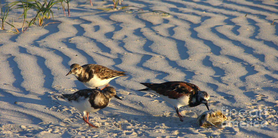 Sandpipers with crab for breakfast  Photograph by Julianne Felton