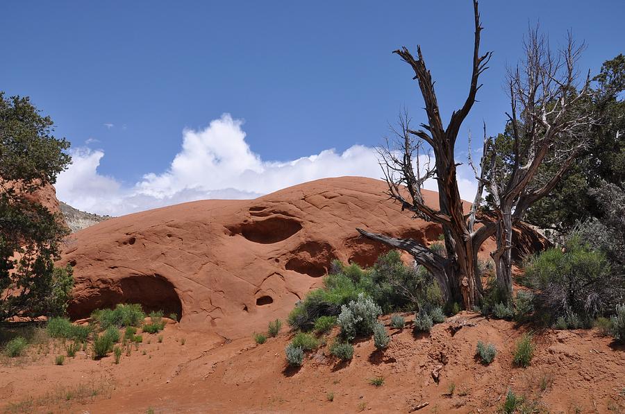 Sandstone Mound with Trees Photograph by Frank Madia