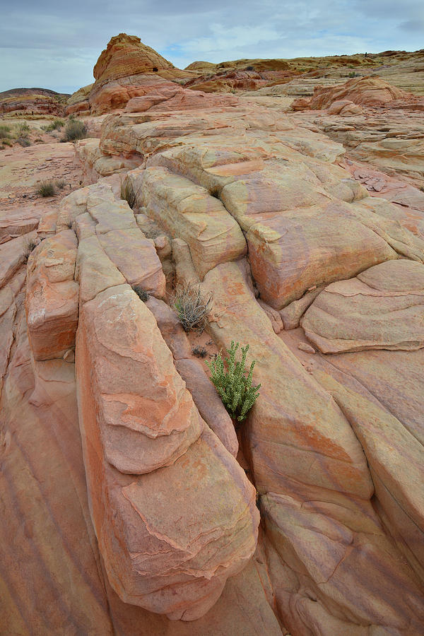 Sandstone Toes of Color in Valley of Fire Photograph by Ray Mathis