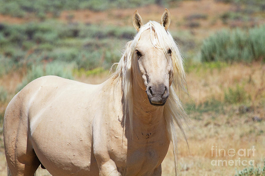 Sandwash Basin Stallion Photograph by Jim Garrison