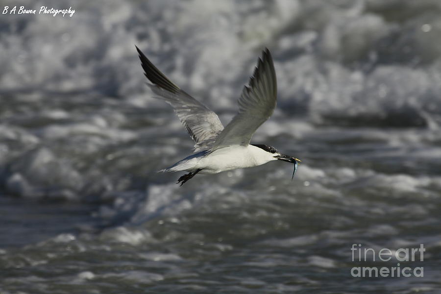 Sandwhich Tern flies over stormy waves Photograph by Barbara Bowen
