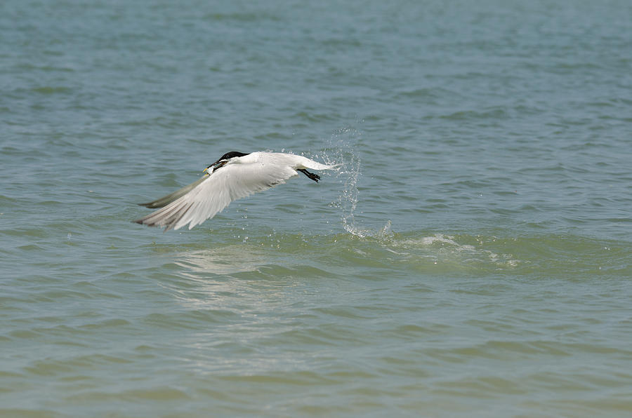 Sandwhich Tern Photograph by James Petersen