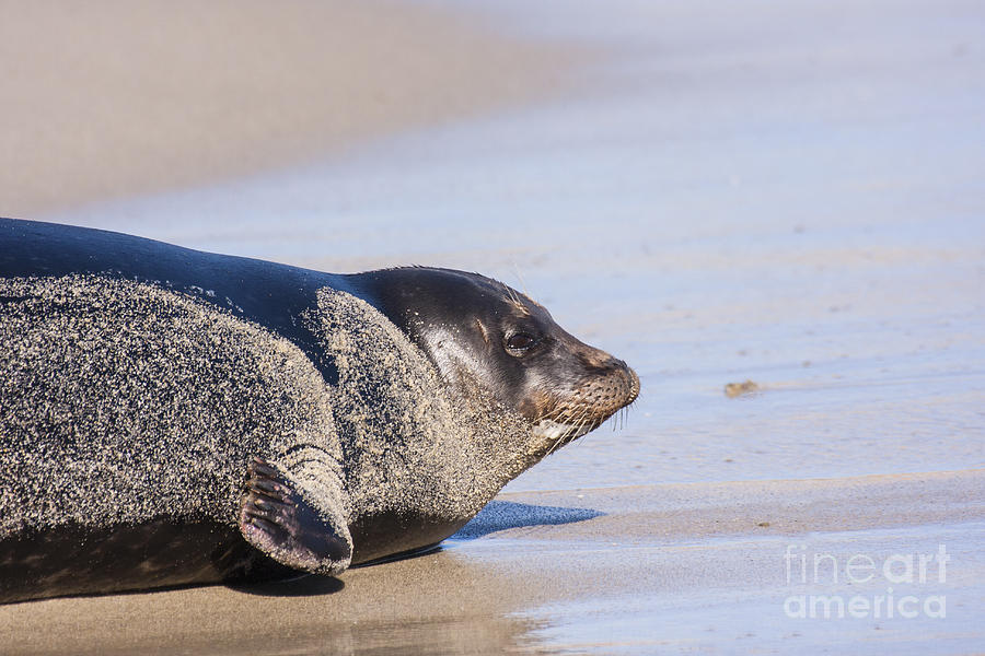 Sandy Afternoon For A Seal Photograph