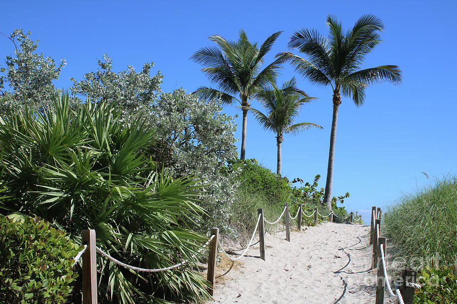 Sandy Beach Path with Rope Fence and Palms Photograph by Carol Groenen