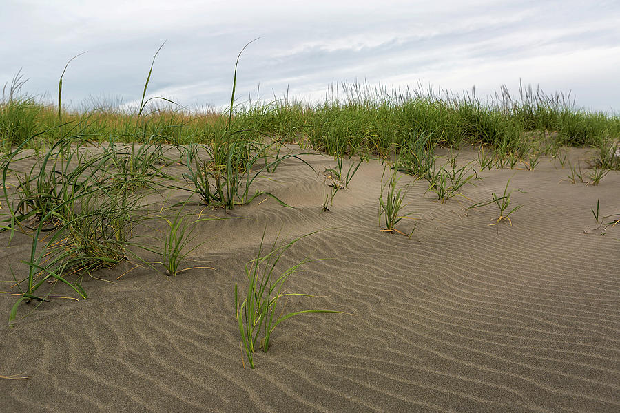 Sandy Beach With Grass At Washington Coast Photograph