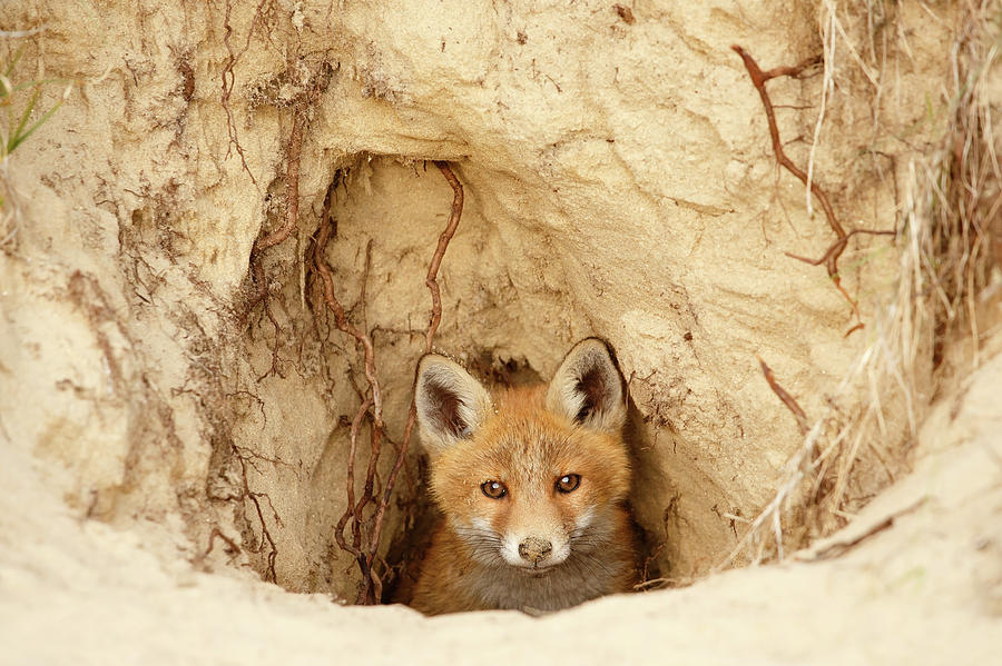 Wildlife Photograph - Sandy Nose - Red Fox Kit coming out of its den by Roeselien Raimond