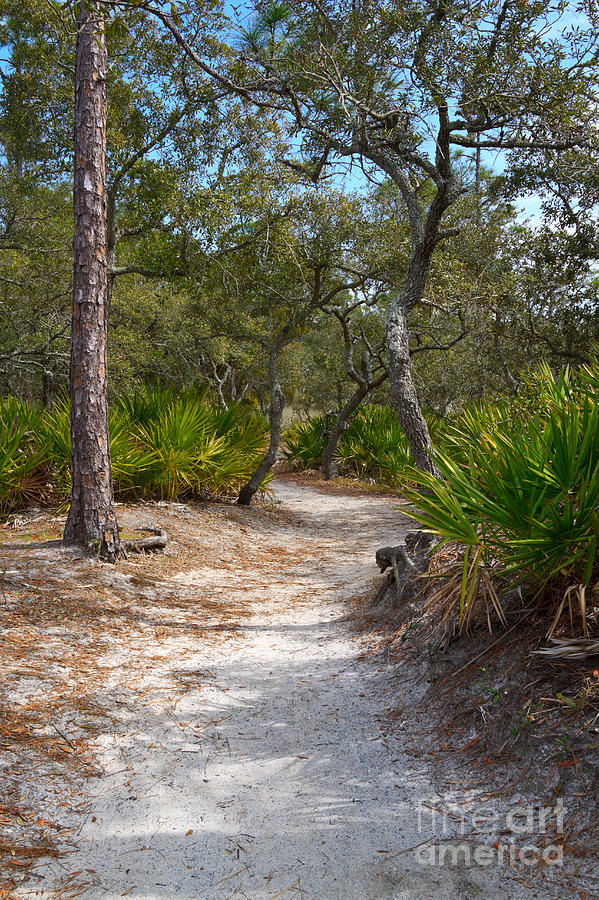 Sandy Path in Hunting Island South Carolina Photograph by Louise Heusinkveld