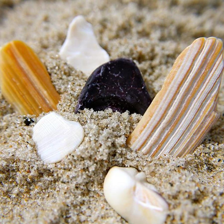 Shell Photograph - Sandy Shells by Justin Connor