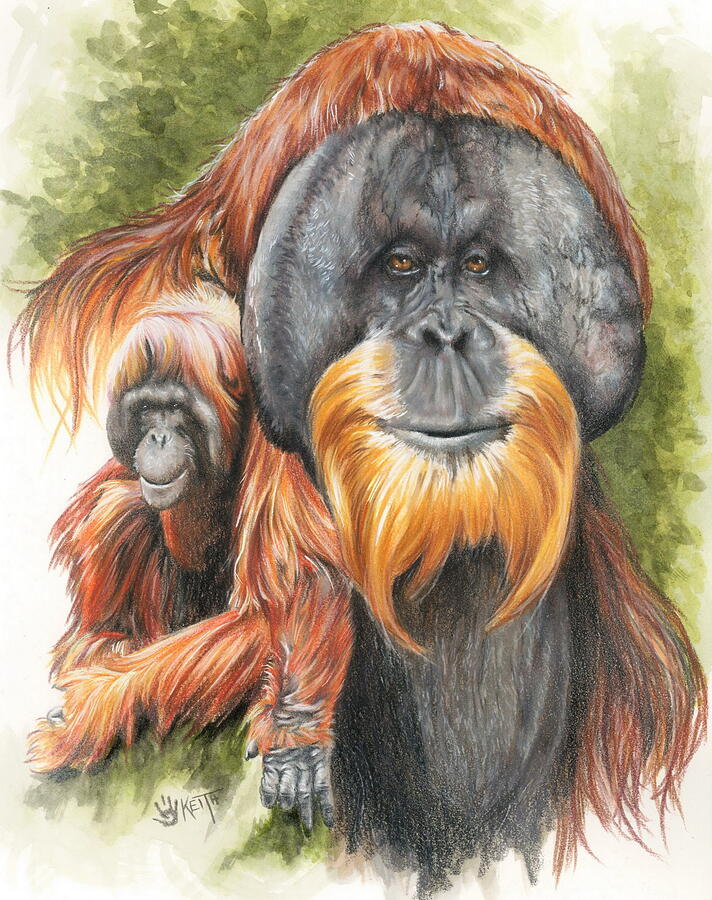 Orangutan Mixed Media - Sang-froid by Barbara Keith