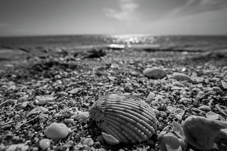 Shell Photograph - Sanibel Island Sea Shell Fort Myers Florida Black and White by Toby McGuire