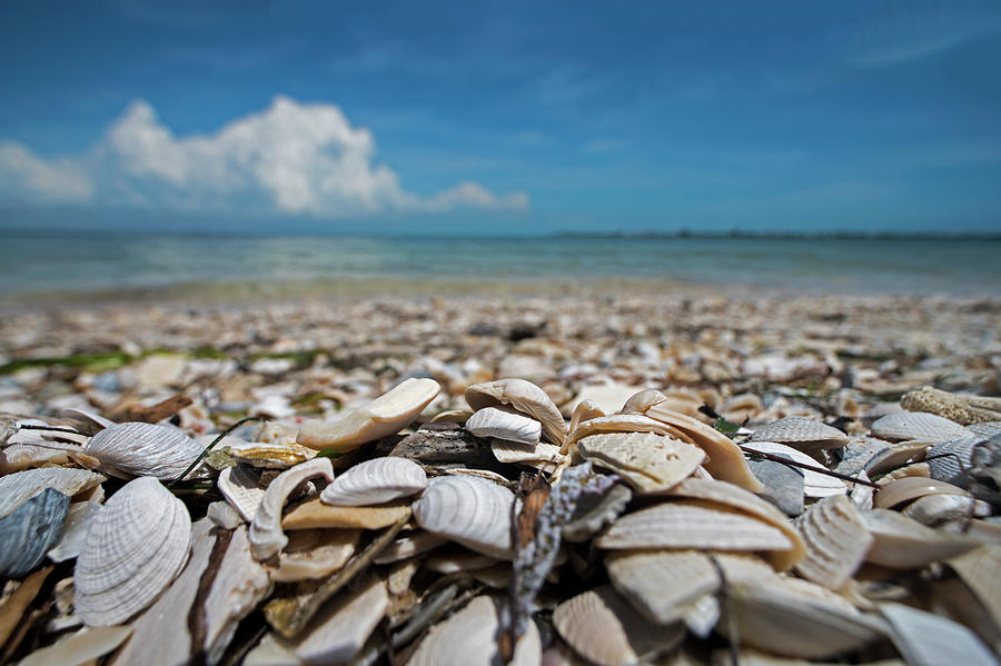 Sanibel Island Sea Shell Fort Myers Florida Broken Shells Photograph by Toby McGuire